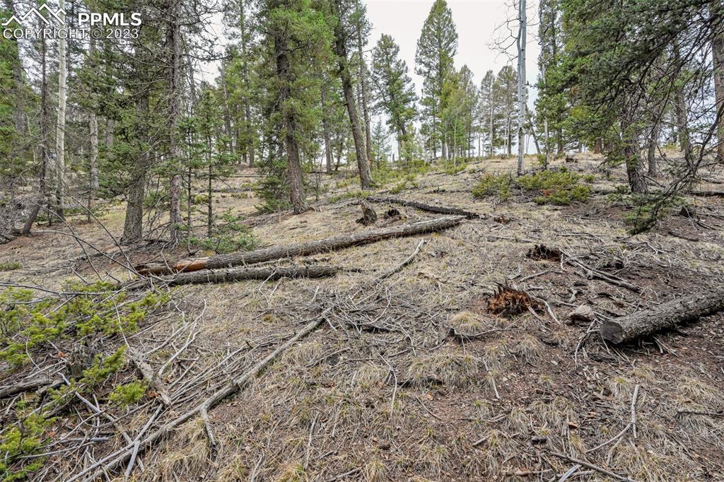 278 Cherry Lake Drive Divide, CO 80814 - Photo 9 of 13 a view of a yard with plants and trees
