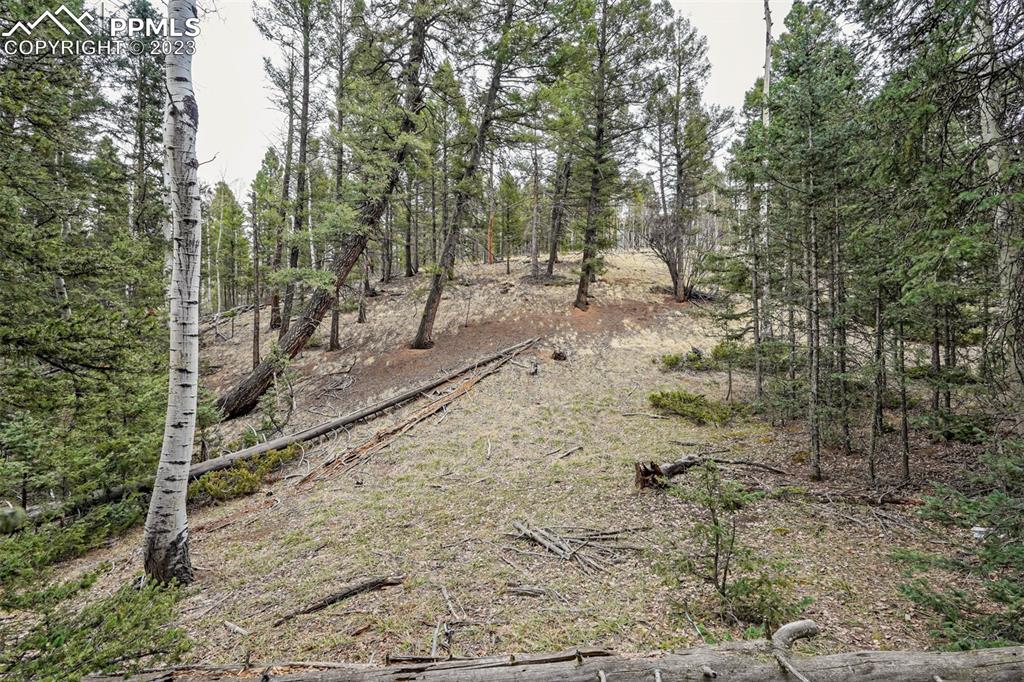 278 Cherry Lake Drive Divide, CO 80814 - Photo 10 of 13 a view of a forest with trees