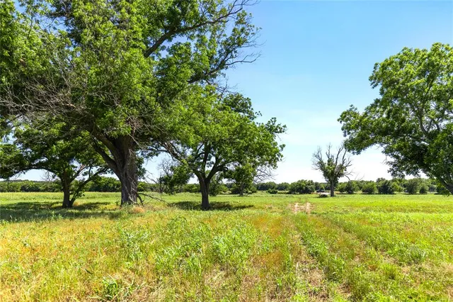 a view of three trees in a yard