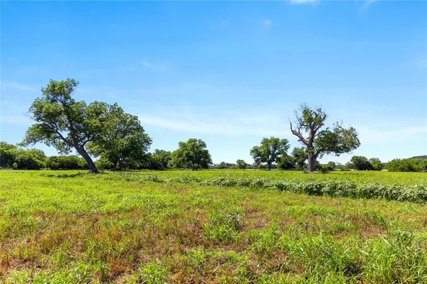 a view of a garden with a tree
