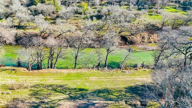 a view of a yard with plants and tree