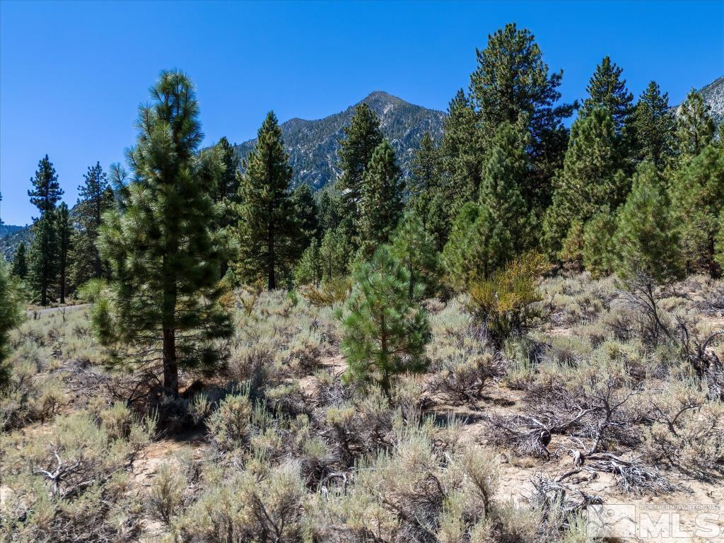 87 Five Creek Road Gardnerville, NV 89460 - Photo 18 of 40 a view of a forest with a tree in the background