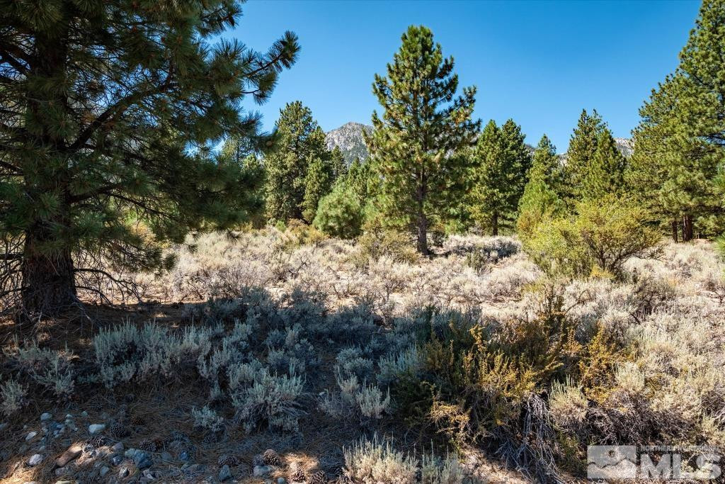 87 Five Creek Road Gardnerville, NV 89460 - Photo 28 of 40 a view of a yard covered in snow