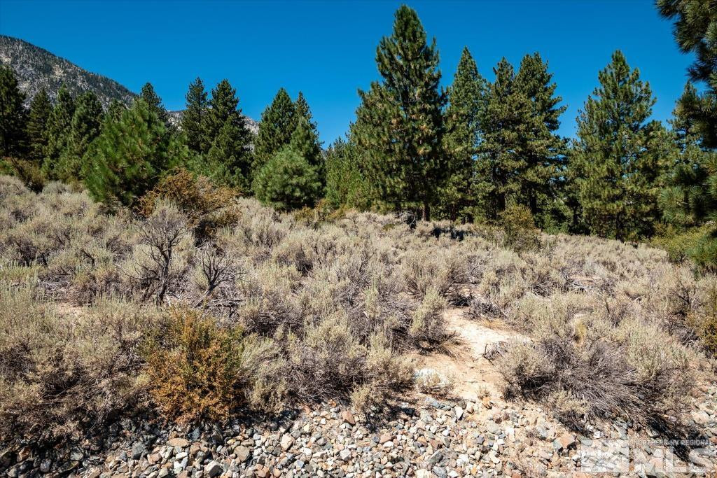 87 Five Creek Road Gardnerville, NV 89460 - Photo 34 of 40 a view of a yard