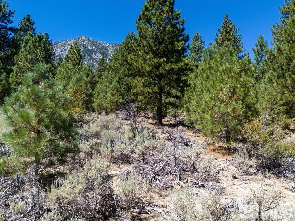 87 Five Creek Road Gardnerville, NV 89460 - Photo 7 of 40 a view of a forest with trees in the background