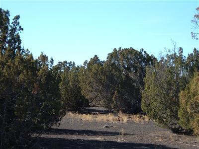 17031 Alpine Ranch Flagstaff, AZ 86004 - Photo 2 of 2 Additional Photo