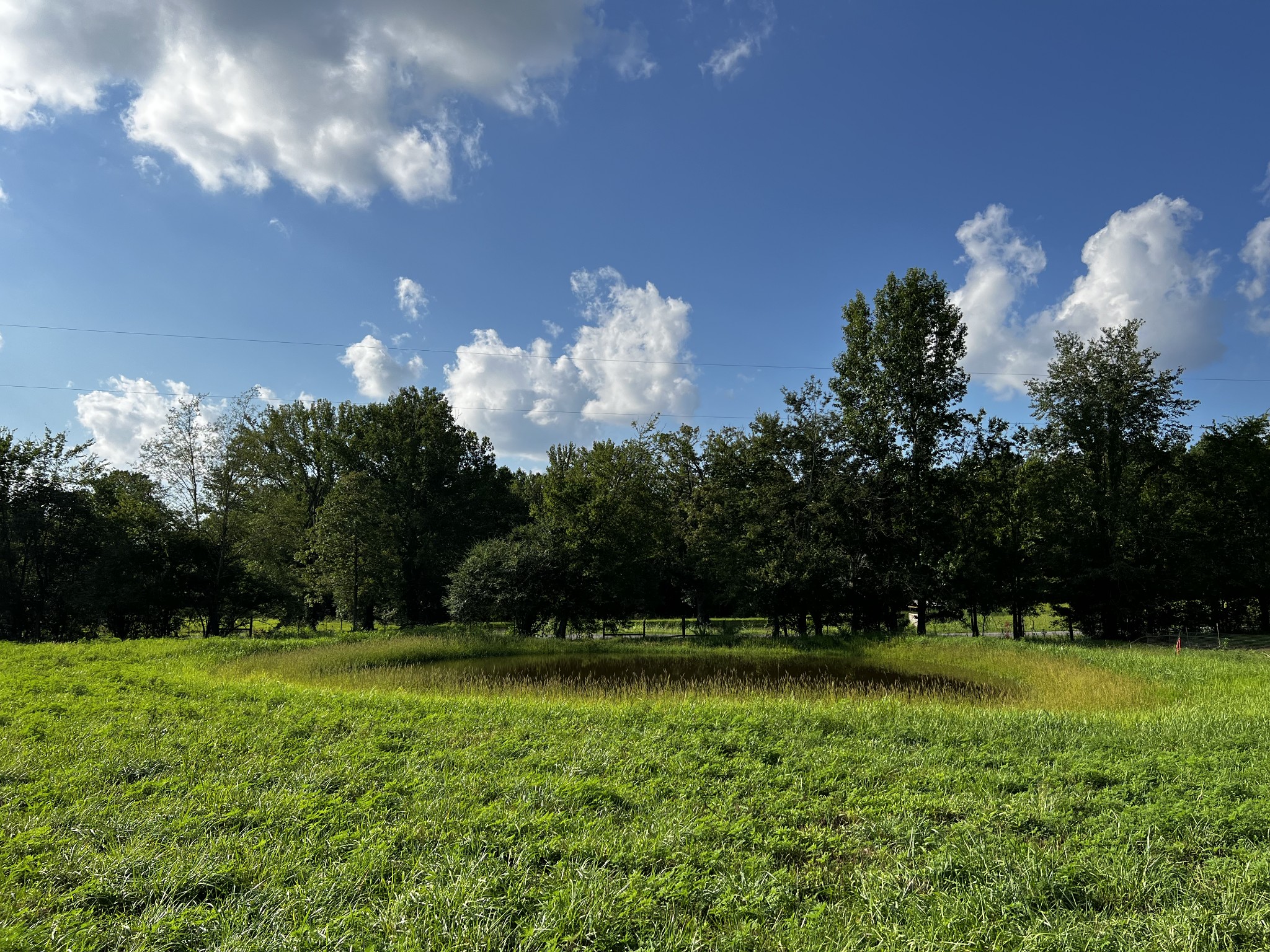 130 White Road Pulaski, TN 38478 - Photo 13 of 30 a view of garden with trees