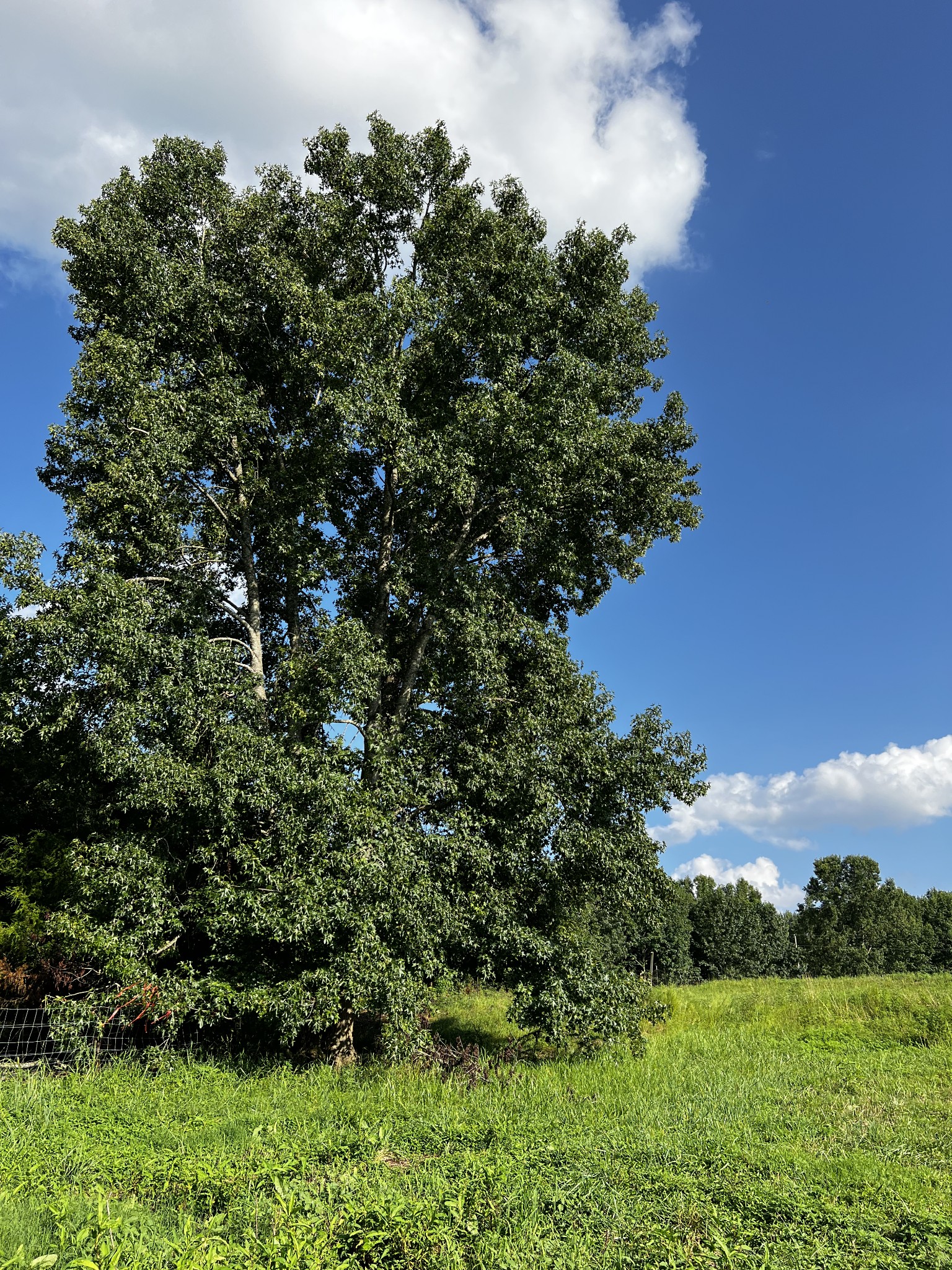 130 White Road Pulaski, TN 38478 - Photo 14 of 30 a view of a garden