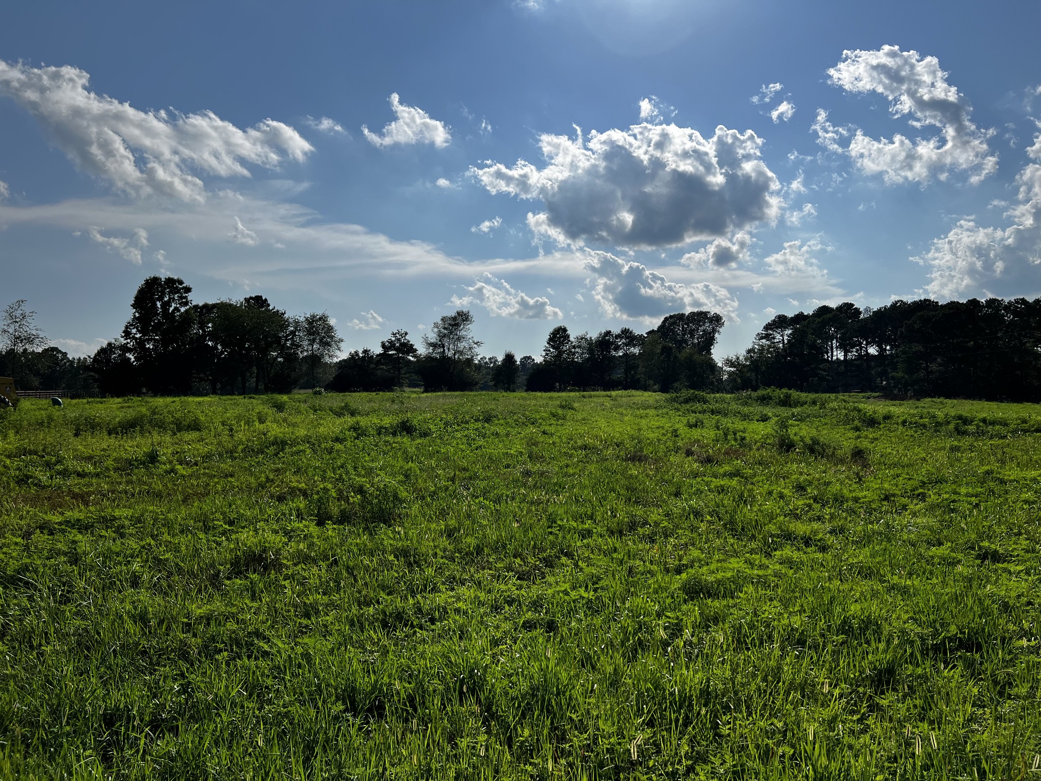 130 White Road Pulaski, TN 38478 - Photo 15 of 30 a view of a big yard