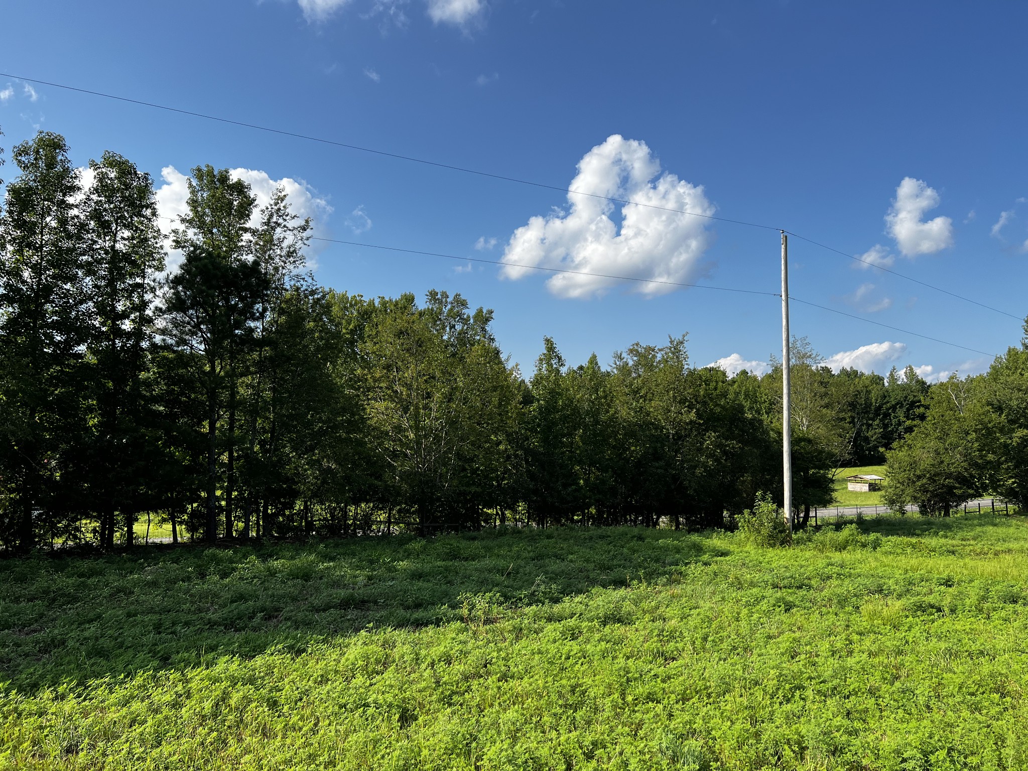 130 White Road Pulaski, TN 38478 - Photo 16 of 30 a view of a yard with an tree