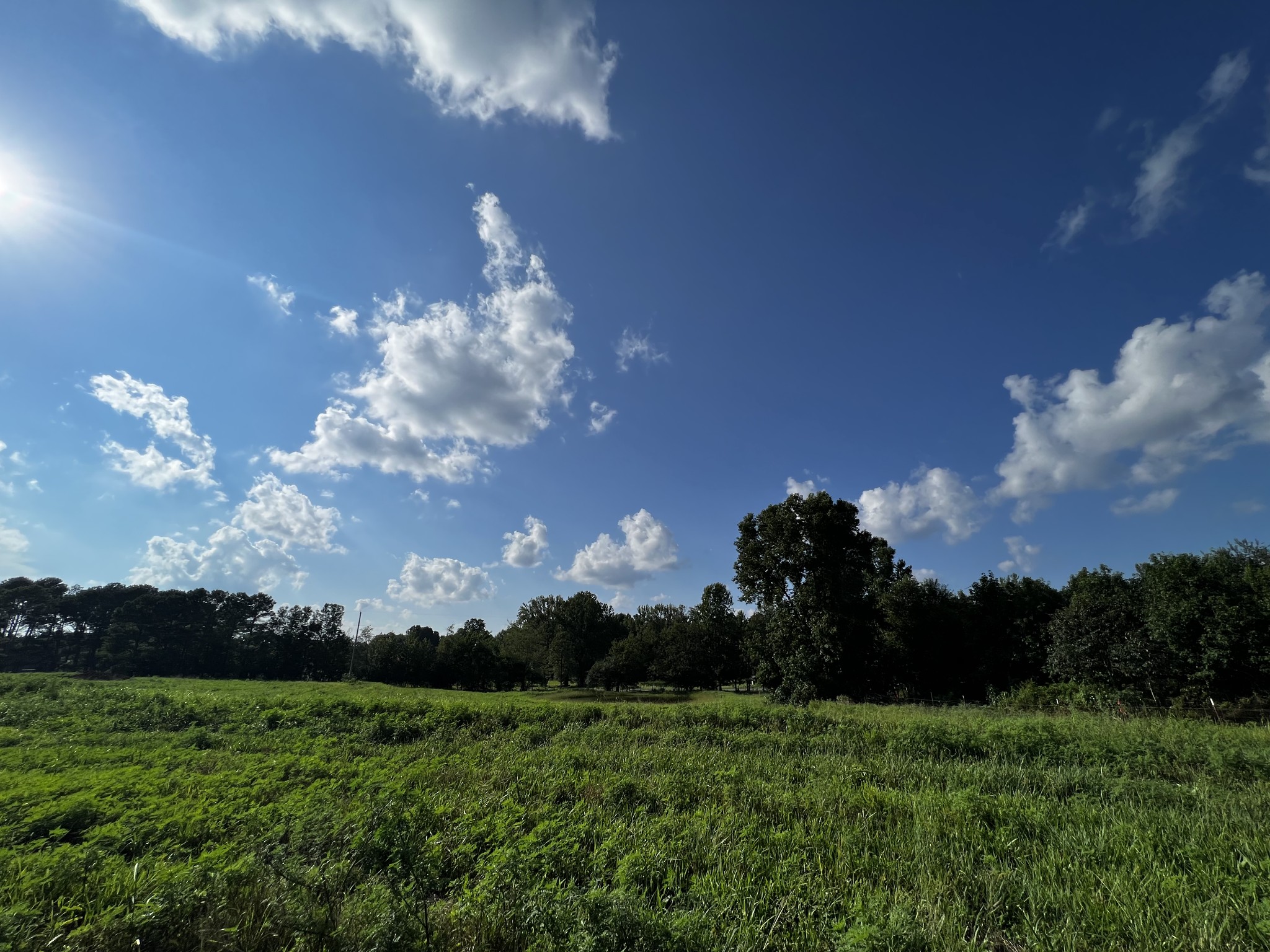 130 White Road Pulaski, TN 38478 - Photo 20 of 30 a view of a big yard with lots of green space and plants