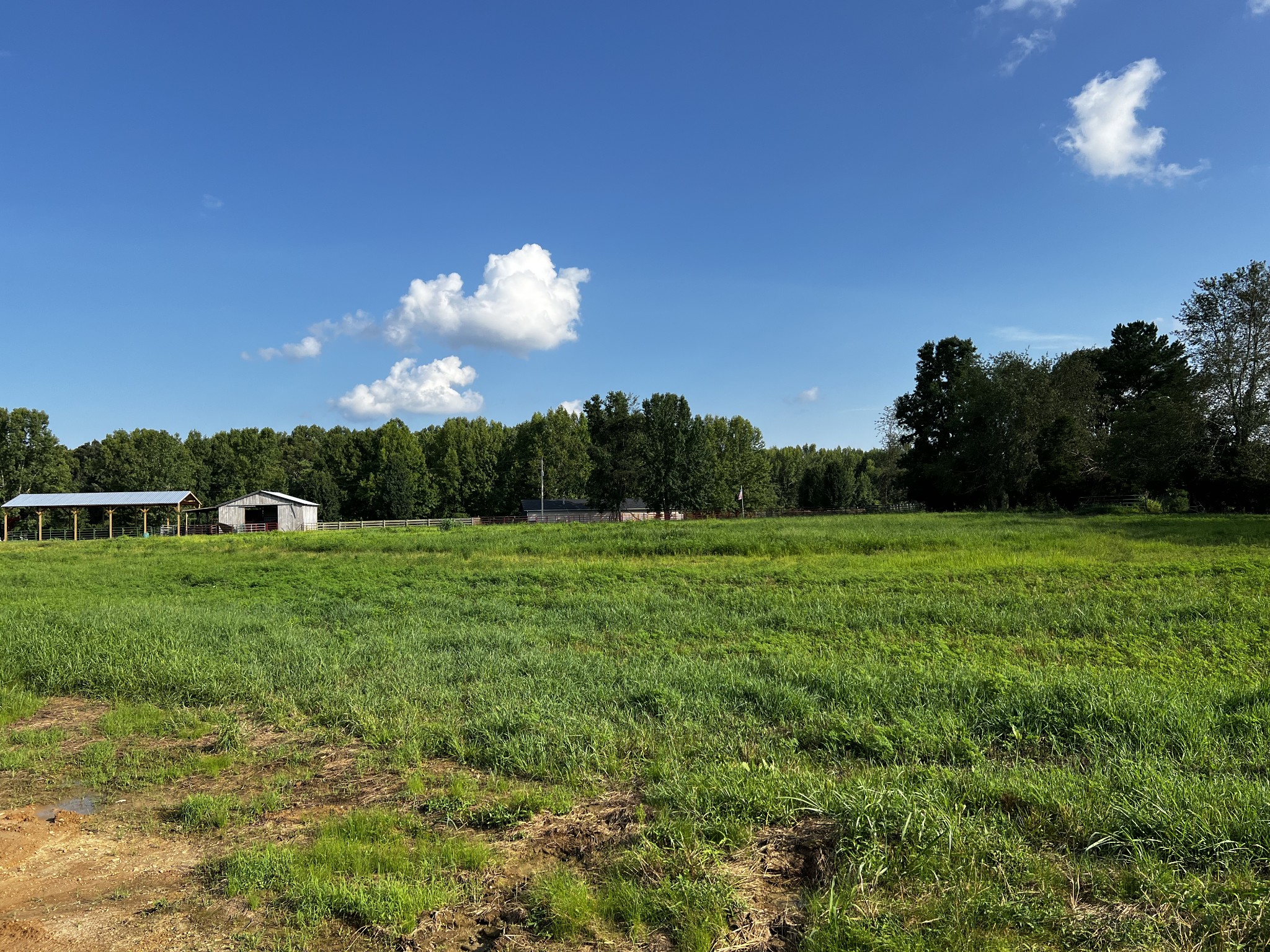 130 White Road Pulaski, TN 38478 - Photo 4 of 30 a view of a big yard with a large tree