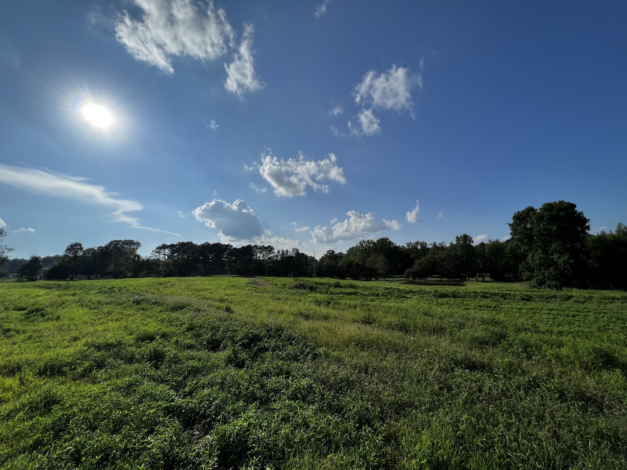 130 White Road Pulaski, TN 38478 - Photo 6 of 30 a view of a big yard