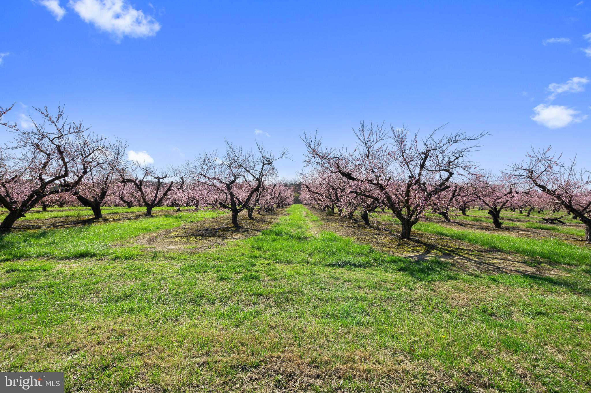 118 Field Loop Glassboro, NJ 08028 - Photo 33 of 51 a view of yard with swimming pool and green space