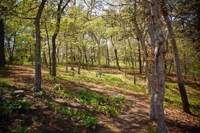 8 Dundee Circle Harwich, MA 02645 - Photo 4 of 28 a view of yard