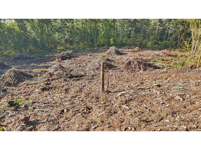 a open area with trees in the background