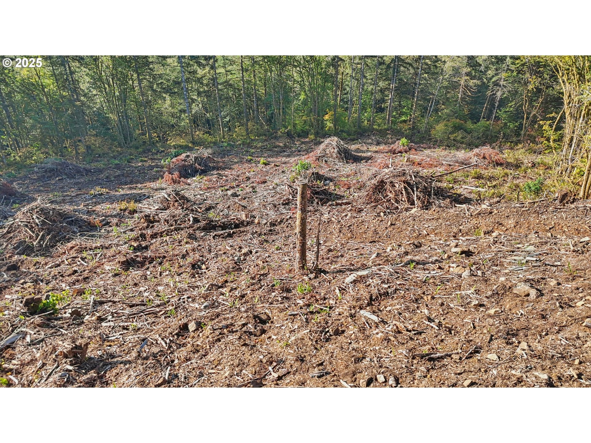 0 Whitewater Road, Unit 13 Longview, WA 98632 - Photo 14 of 17 a open area with trees in the background