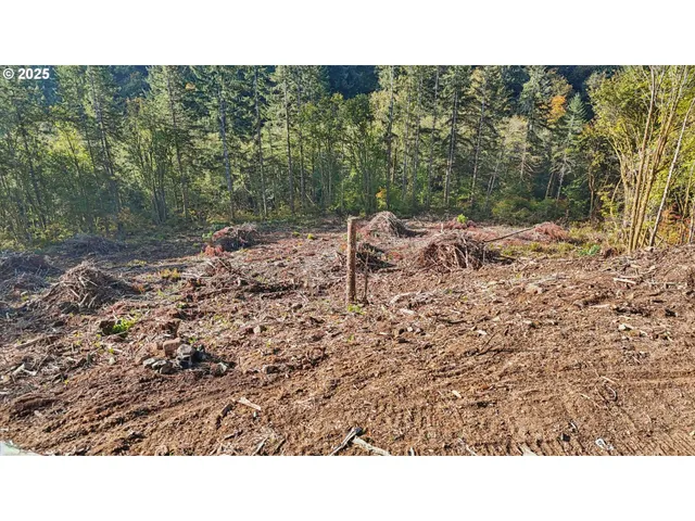 a open area with trees