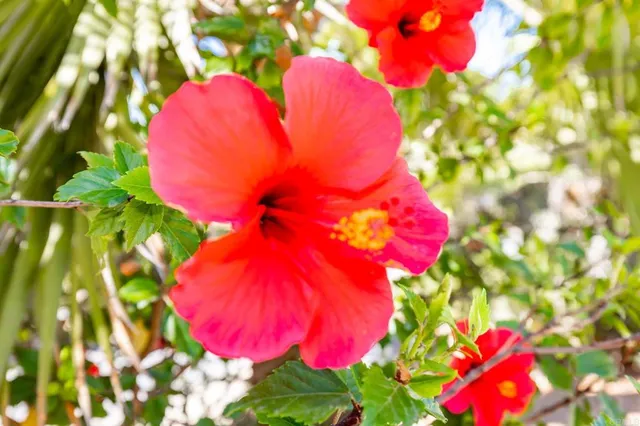 $1,050,000 | 224 Astro Court, Vista, CA 92083