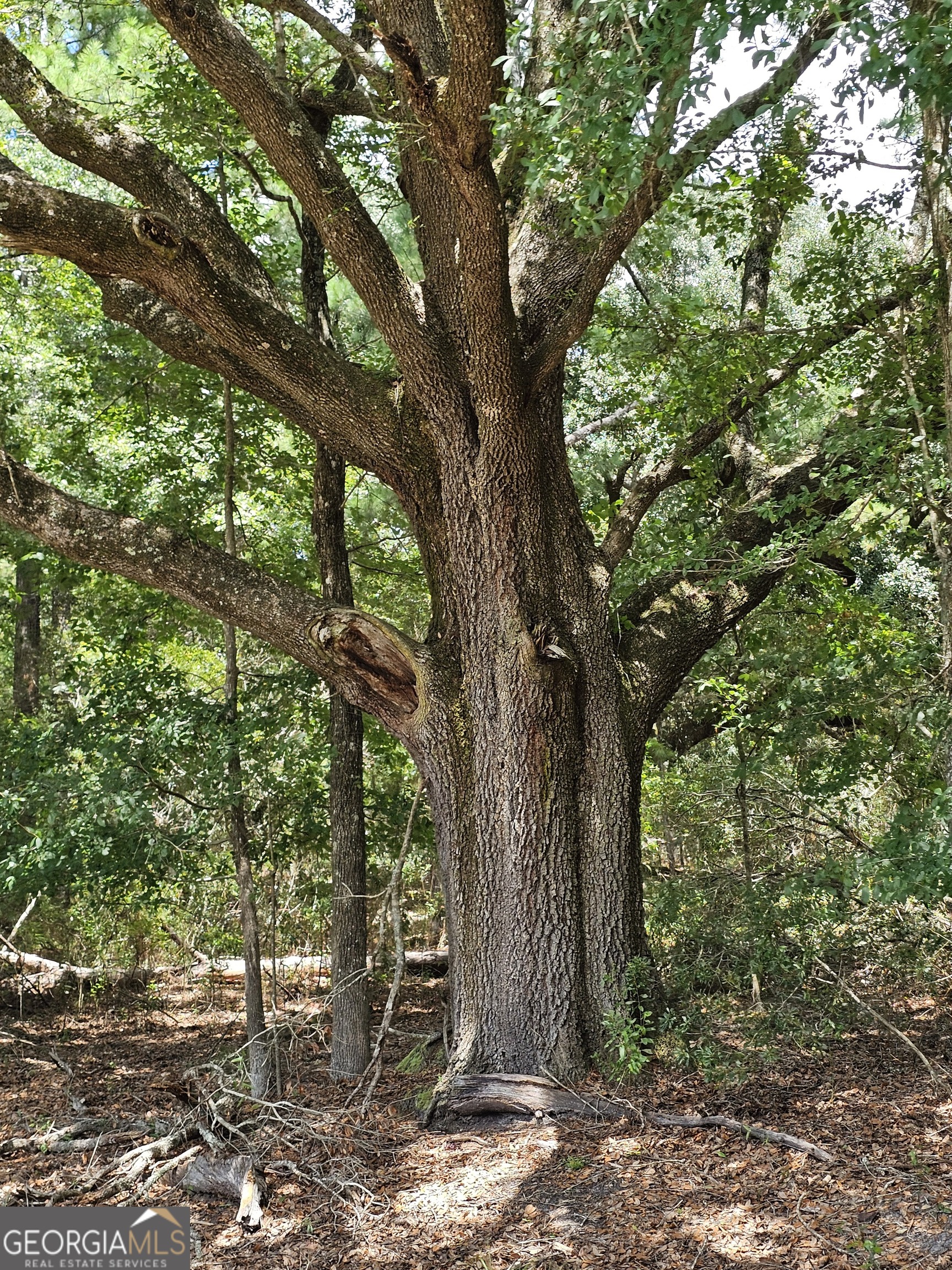 3047 John Burch Road Folkston, GA 31537 - Photo 12 of 16