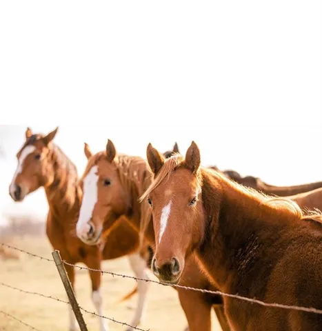 $899,000 | 15181 County Road 4058, Kemp, TX 75143