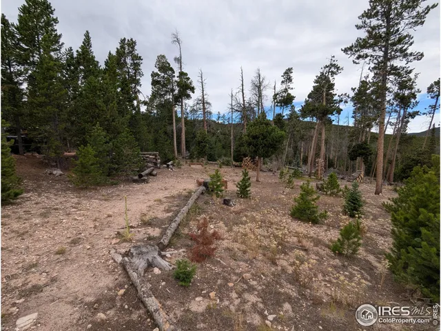a view of a forest with trees in the background