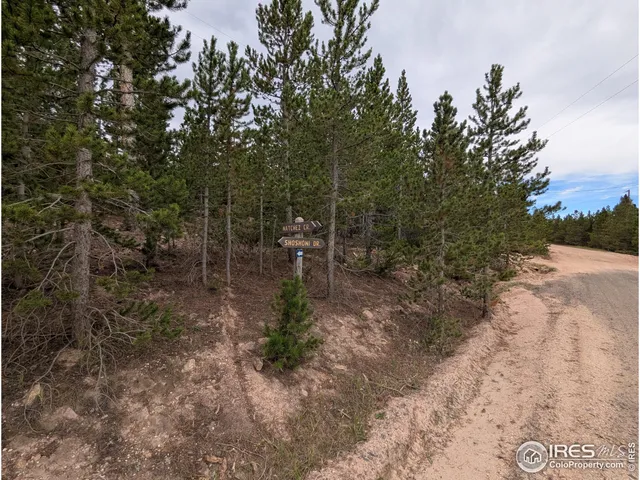 a view of a forest filled with trees