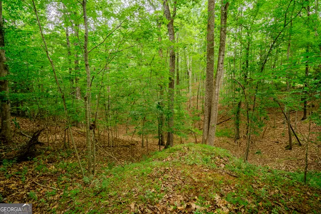 a view of a lush green forest