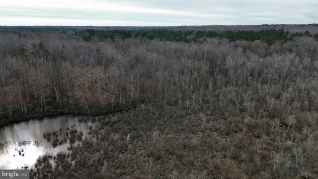 a view of a forest with trees in the background