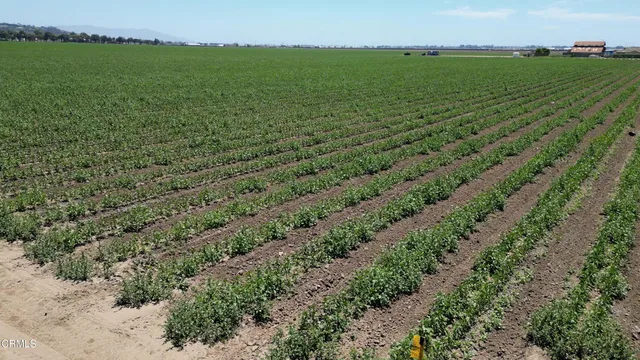 a view of a field with an ocean
