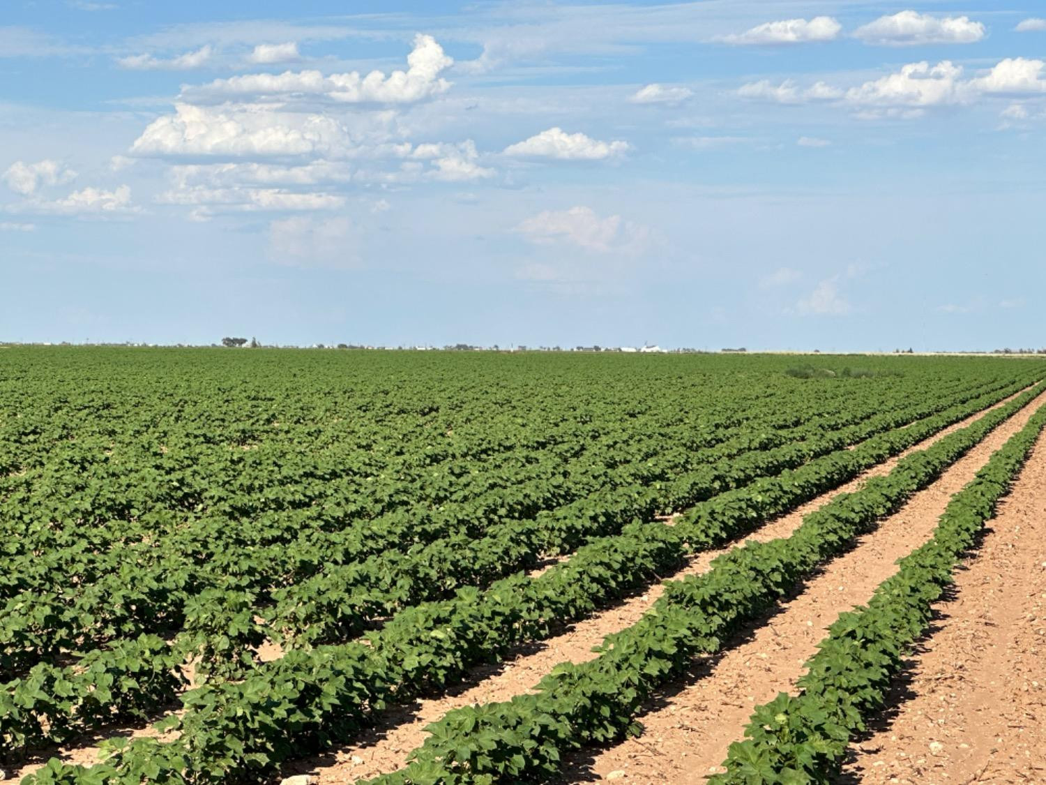 4083 Hawk Road Ropesville, TX 79358 - Photo 11 of 15 Photo 11