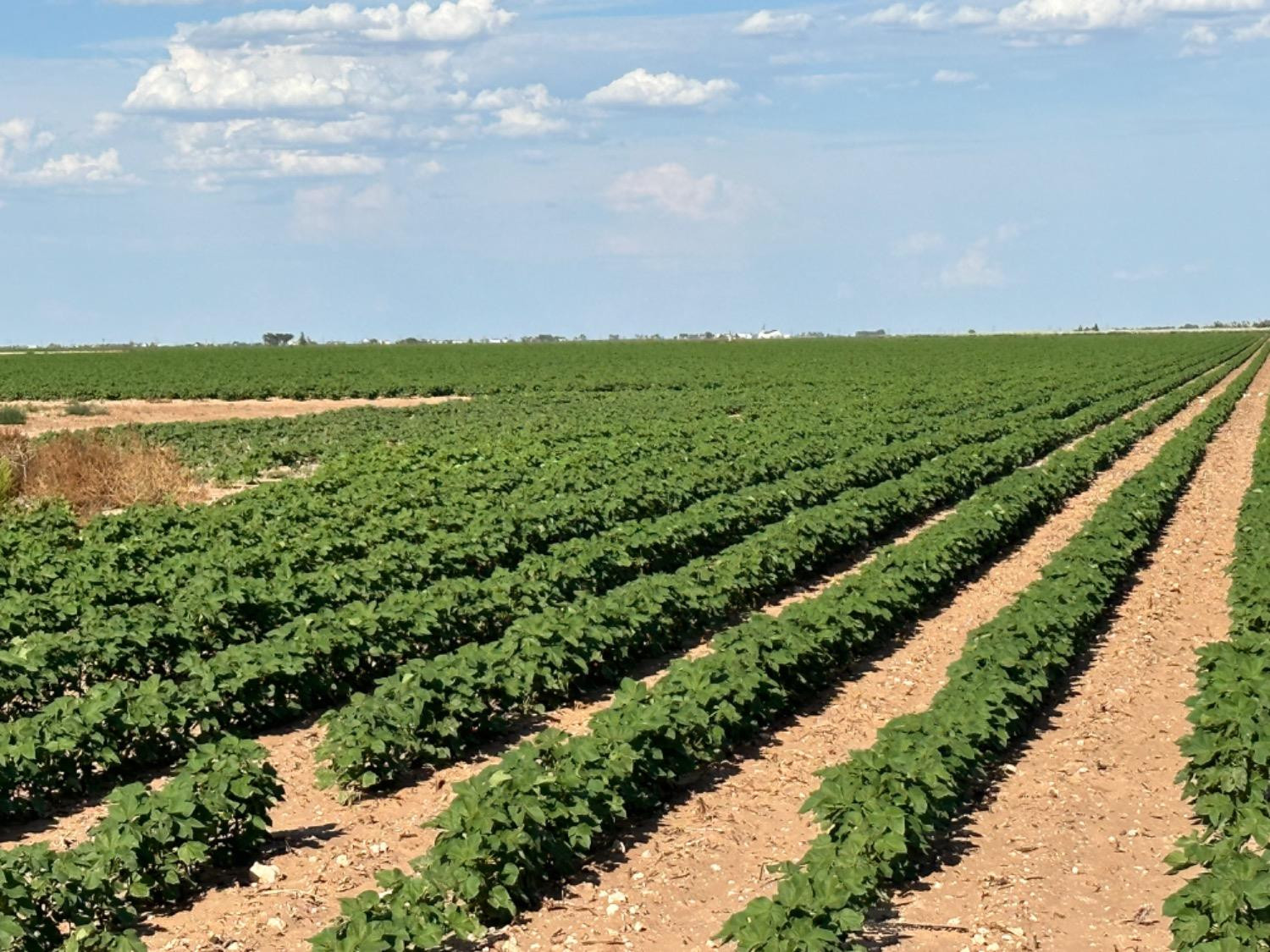 4083 Hawk Road Ropesville, TX 79358 - Photo 12 of 15 Photo 12