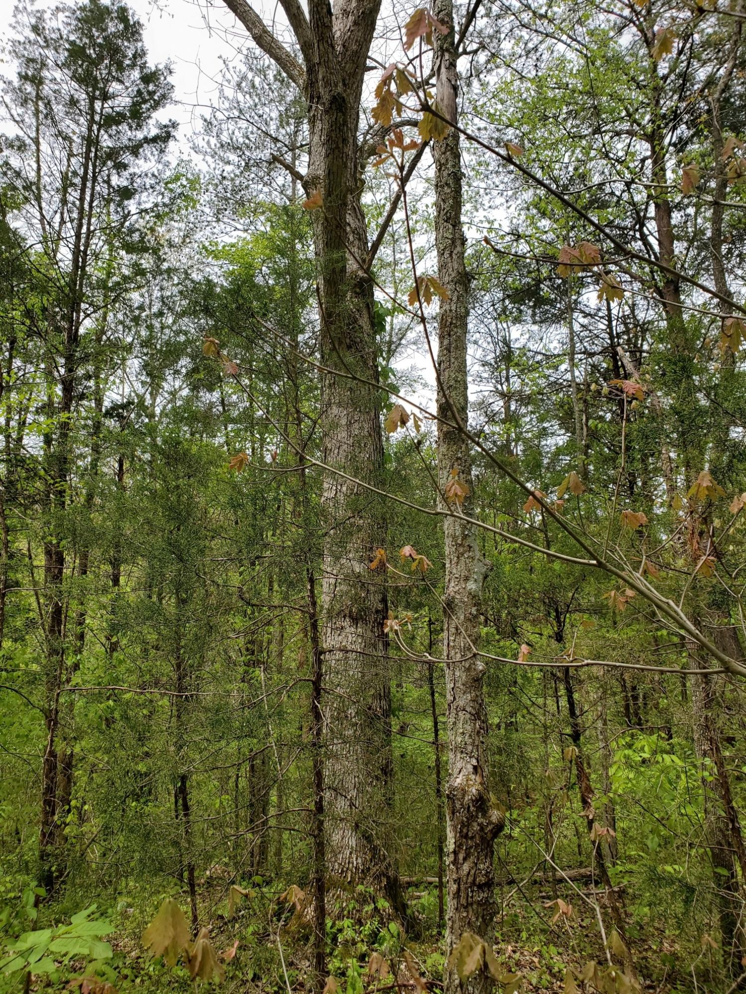 0 Ingle Hollow Road Sevierville, TN 37876 - Photo 6 of 22 Gallery Image 6