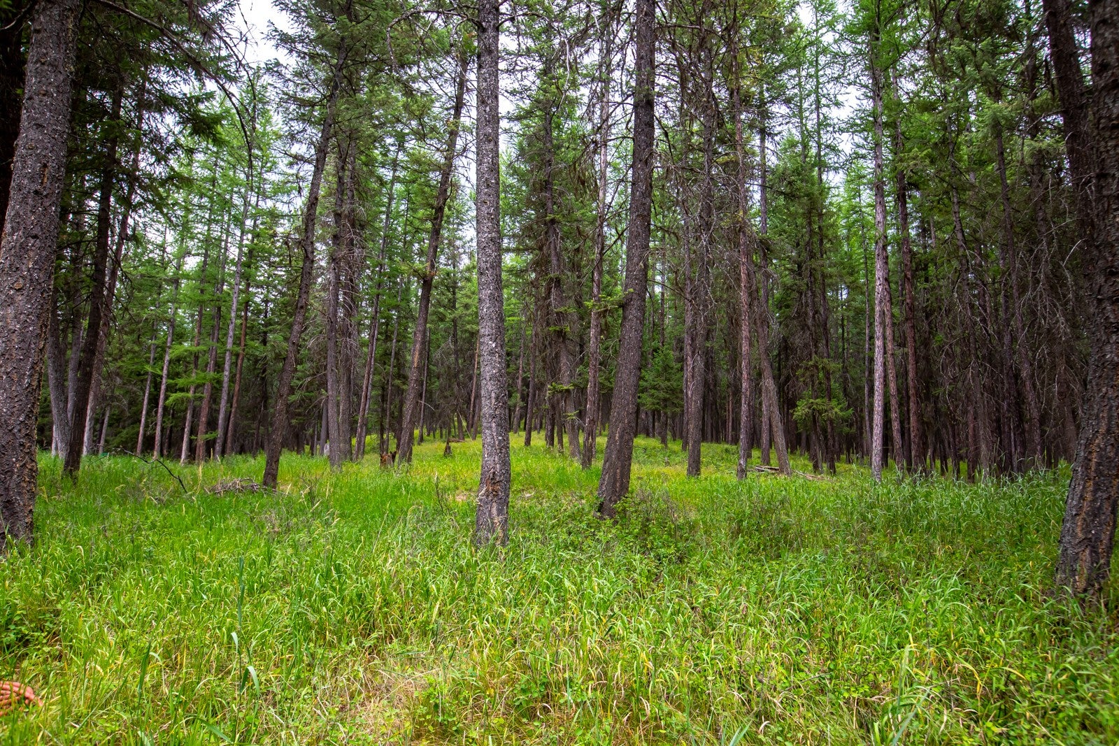 1085 K K M Ranch Road Whitefish, MT 59937 - Photo 68 of 79 Gallery Image 68