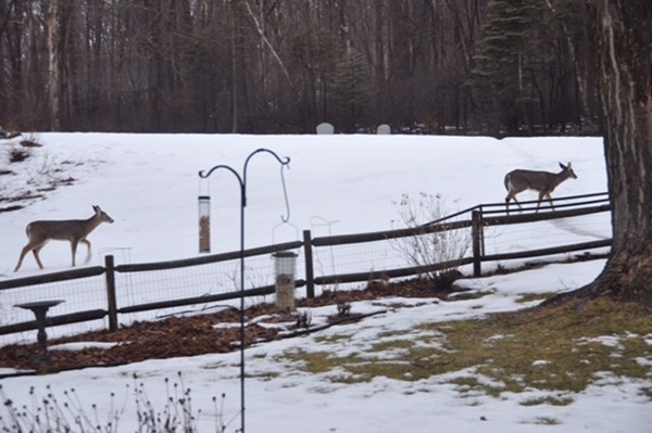 501 Mountain Road Wilbraham, MA 01095 - Photo 29 of 30 Gallery Image 29