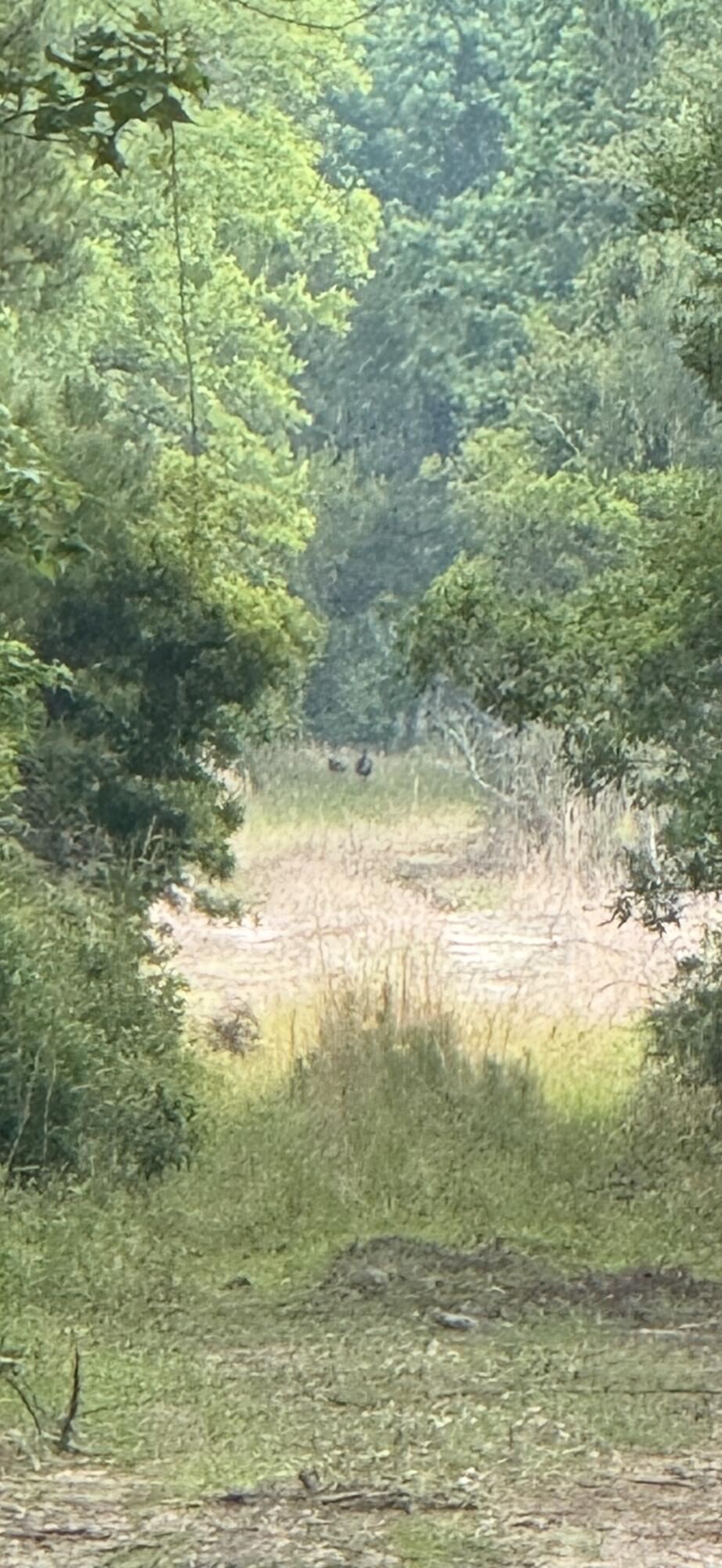 1 Mt Carmel Road Walterboro, SC 29488 - Photo 2 of 6 IMG_5643