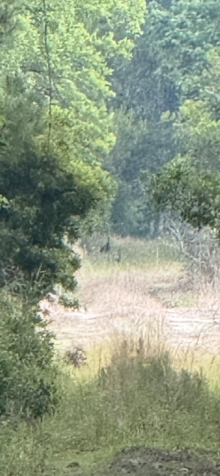 1 Mt Carmel Road Walterboro, SC 29488 - Photo 3 of 6 IMG_5642