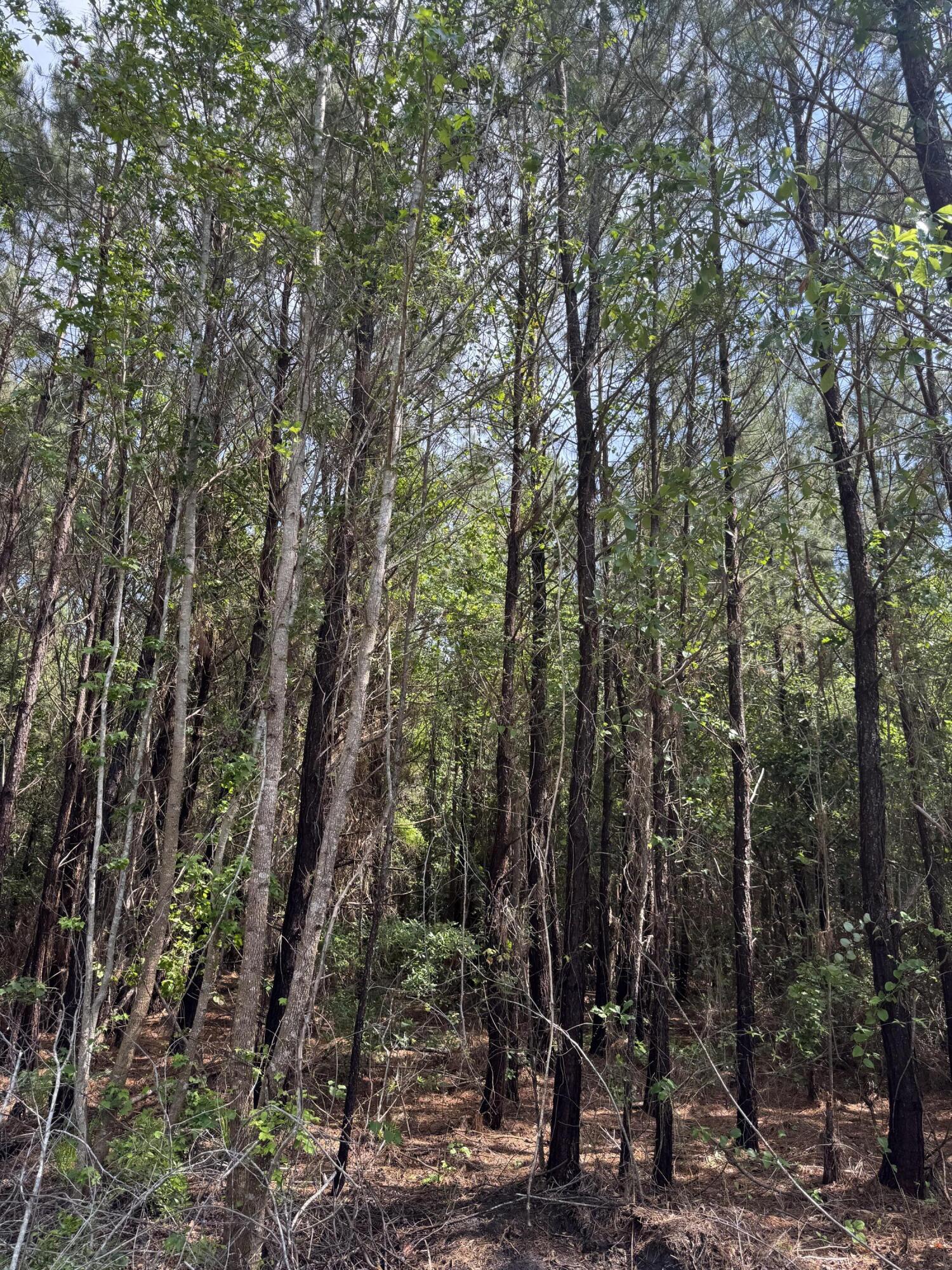 1 Mt Carmel Road Walterboro, SC 29488 - Photo 5 of 6 IMG_5682