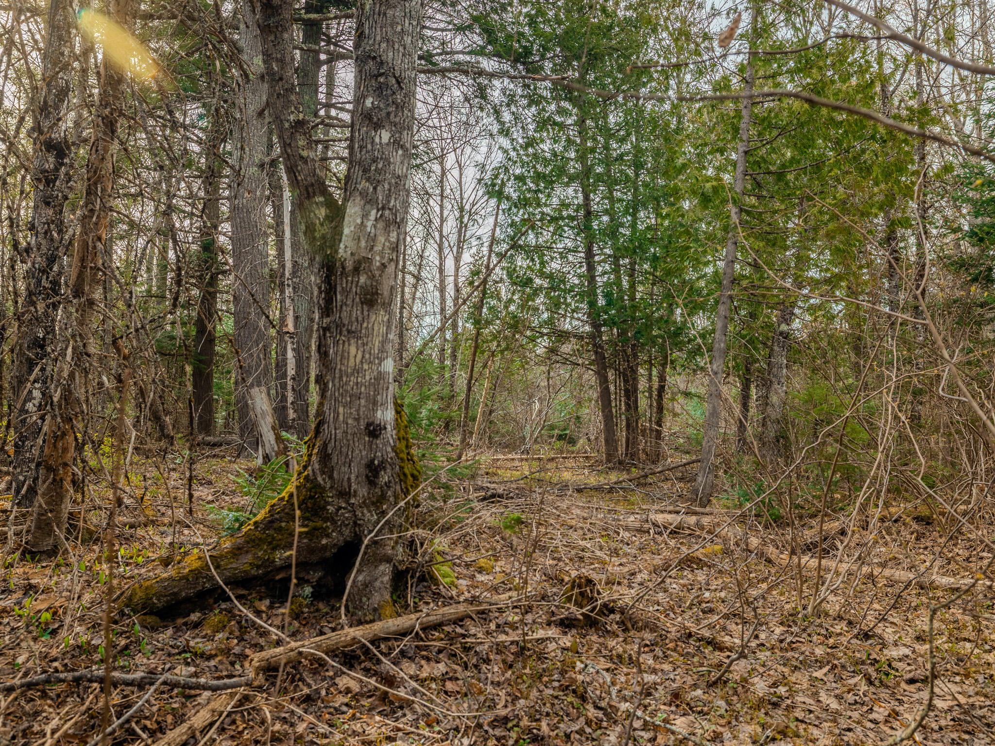 Lot 5 Horoscope Road Pelkie, MI 49958 - Photo 5 of 14 048A2165-HDR
