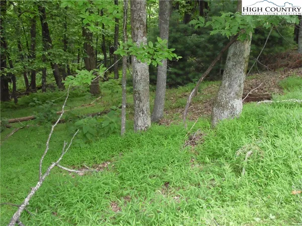 a view of a yard with a street