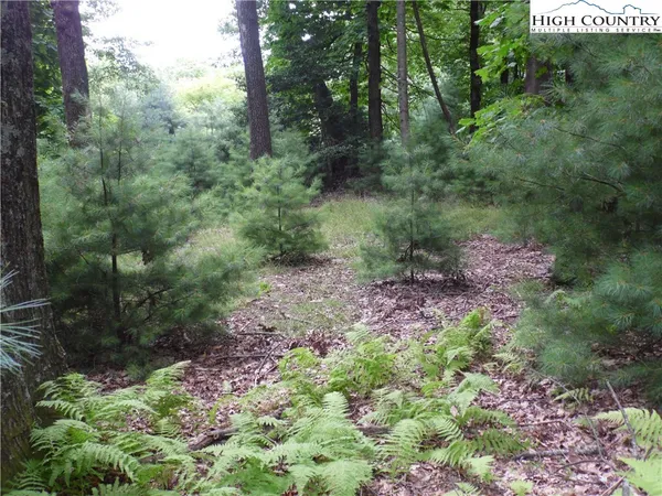 a view of a garden with plants and trees