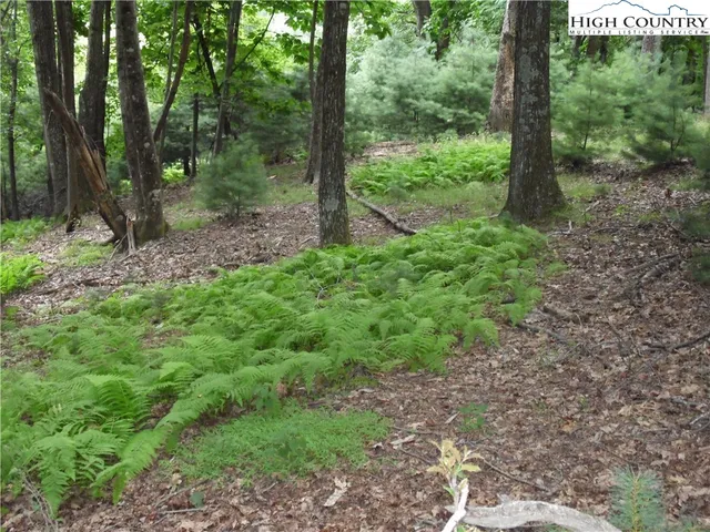 a view of a forest that has large trees