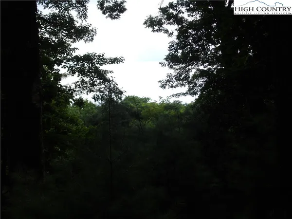 a view of a forest that has large trees