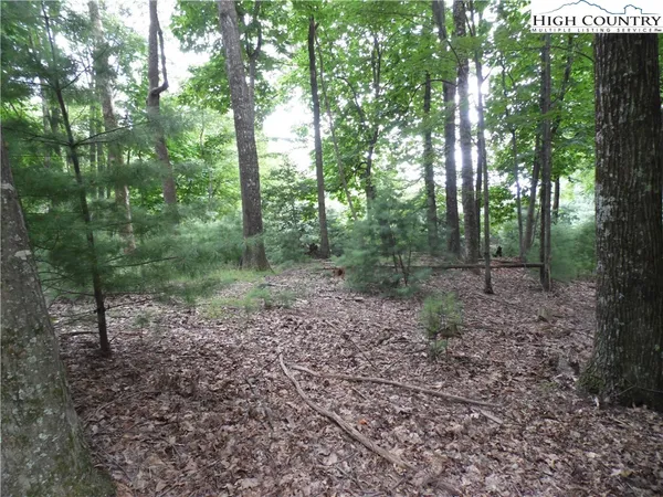 a view of a forest with trees in the background