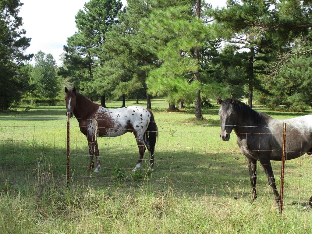 3480 Camp Rawls Road Wagener, SC 29164 - Photo 8 of 40