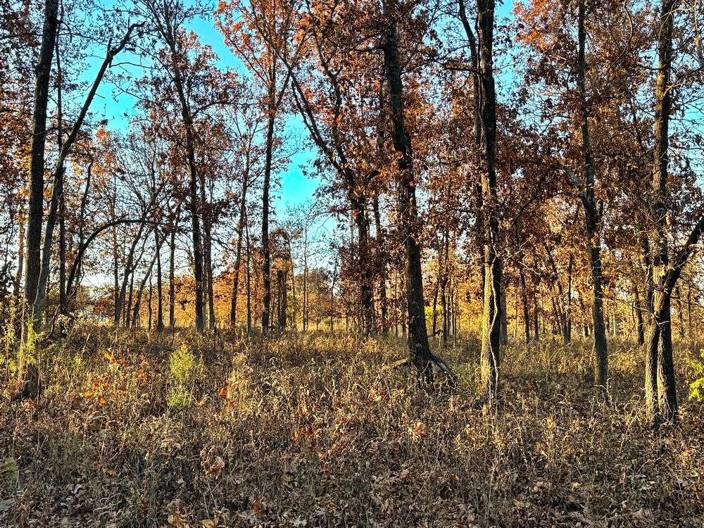 Tbd South 525 Road El Dorado Springs, MO 64744 - Photo 22 of 25