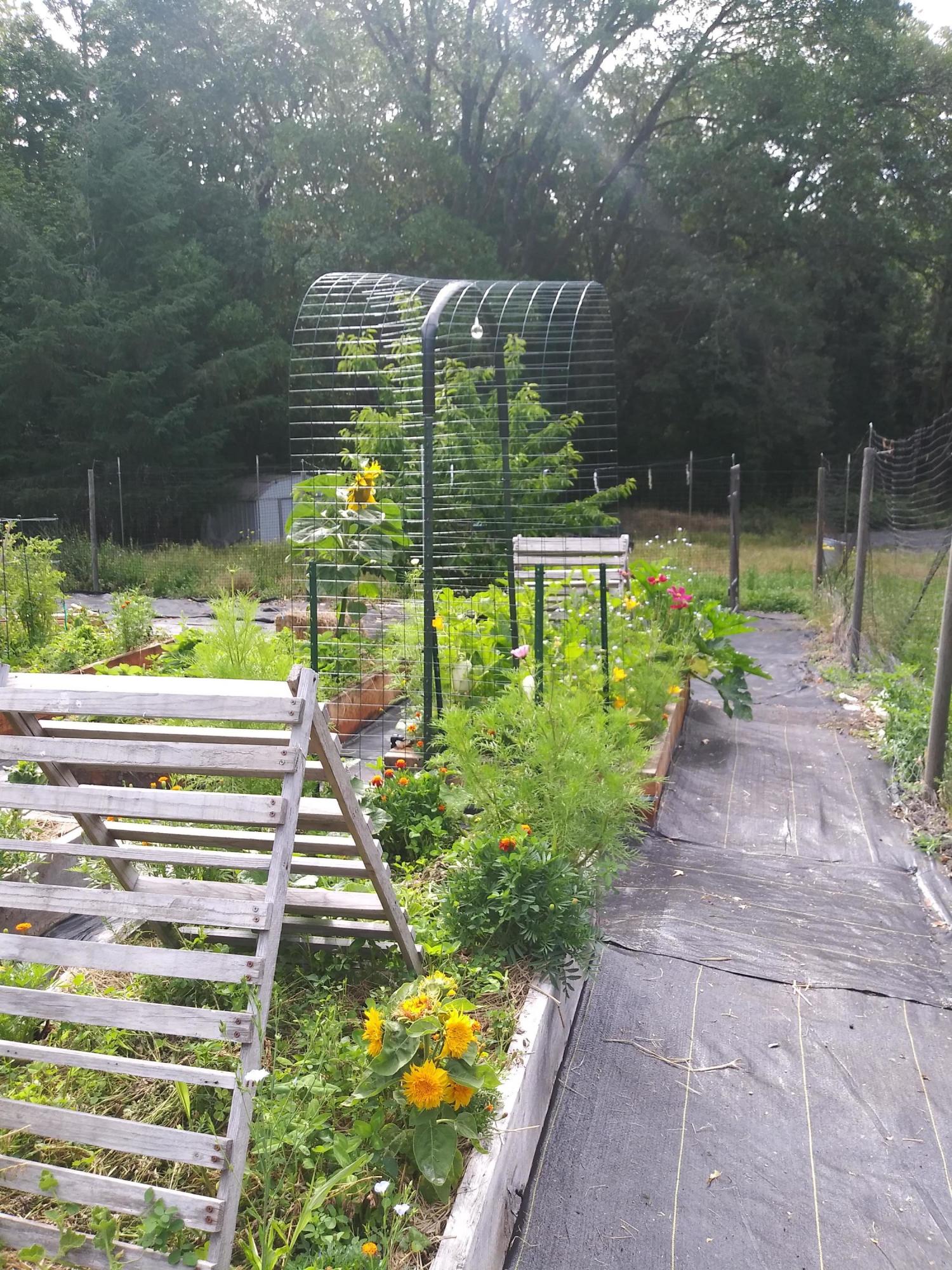 6520 Tunnel Loop Road Grants Pass, OR 97526 - Photo 62 of 69 Grown with love and pride!