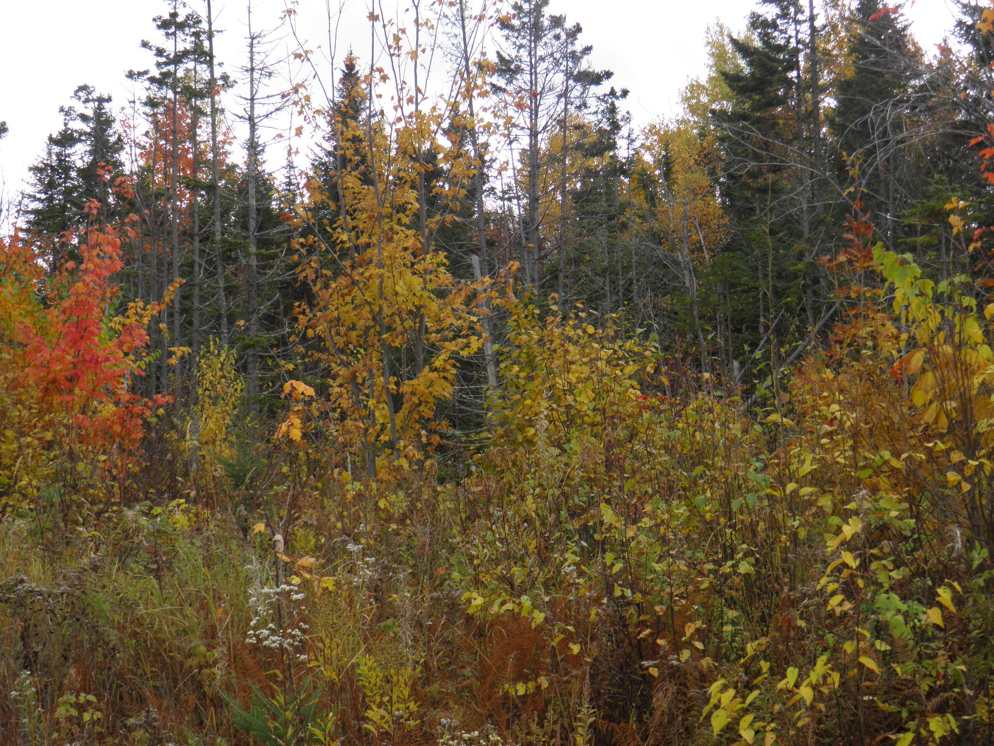 Lot 24 Currie Rd Mount Mount Chase, ME 04765 - Photo 16 of 24 PA130696
