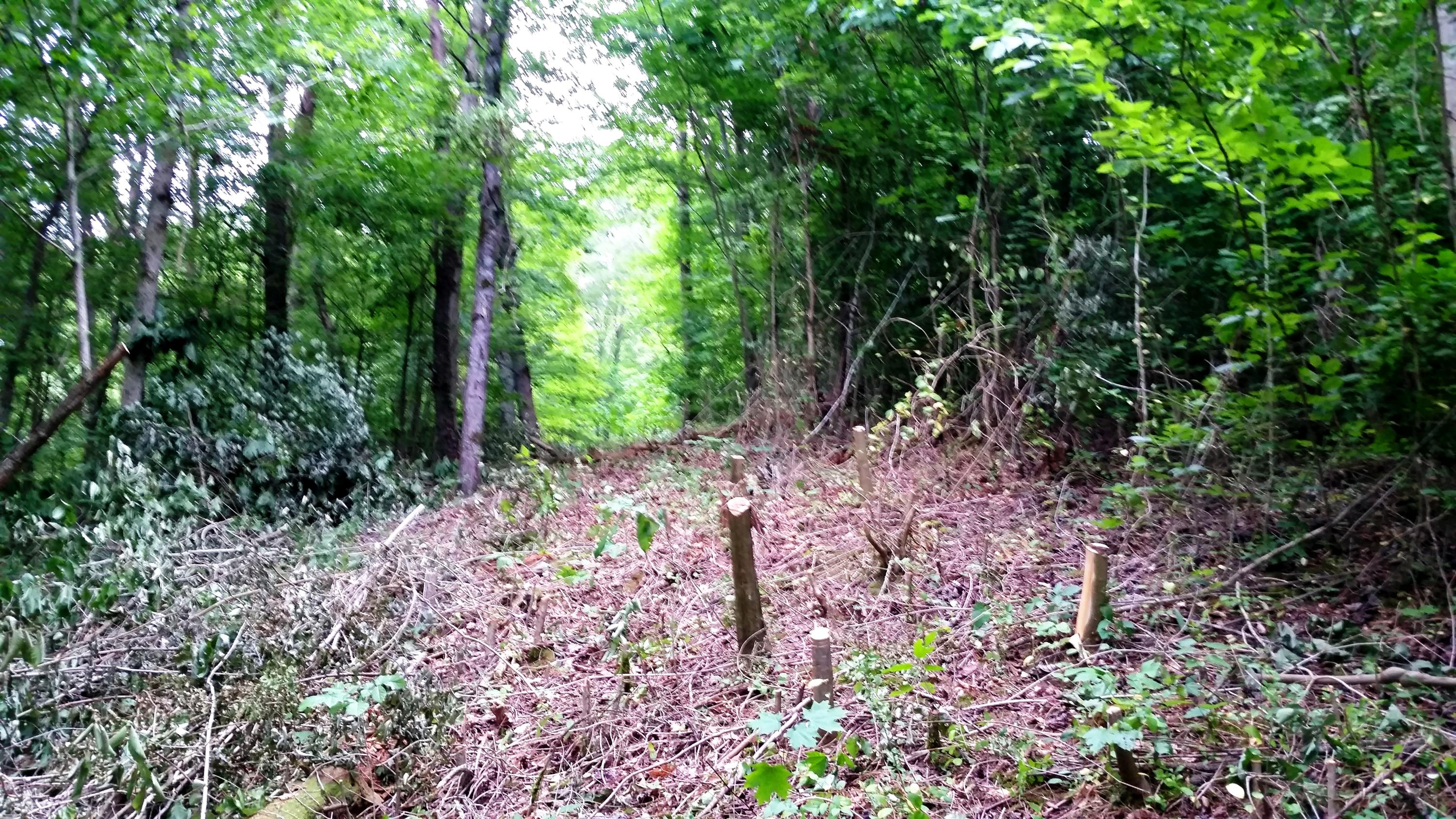 Parton Hollow Road Sevierville, TN 37876 - Photo 5 of 12 Walk path