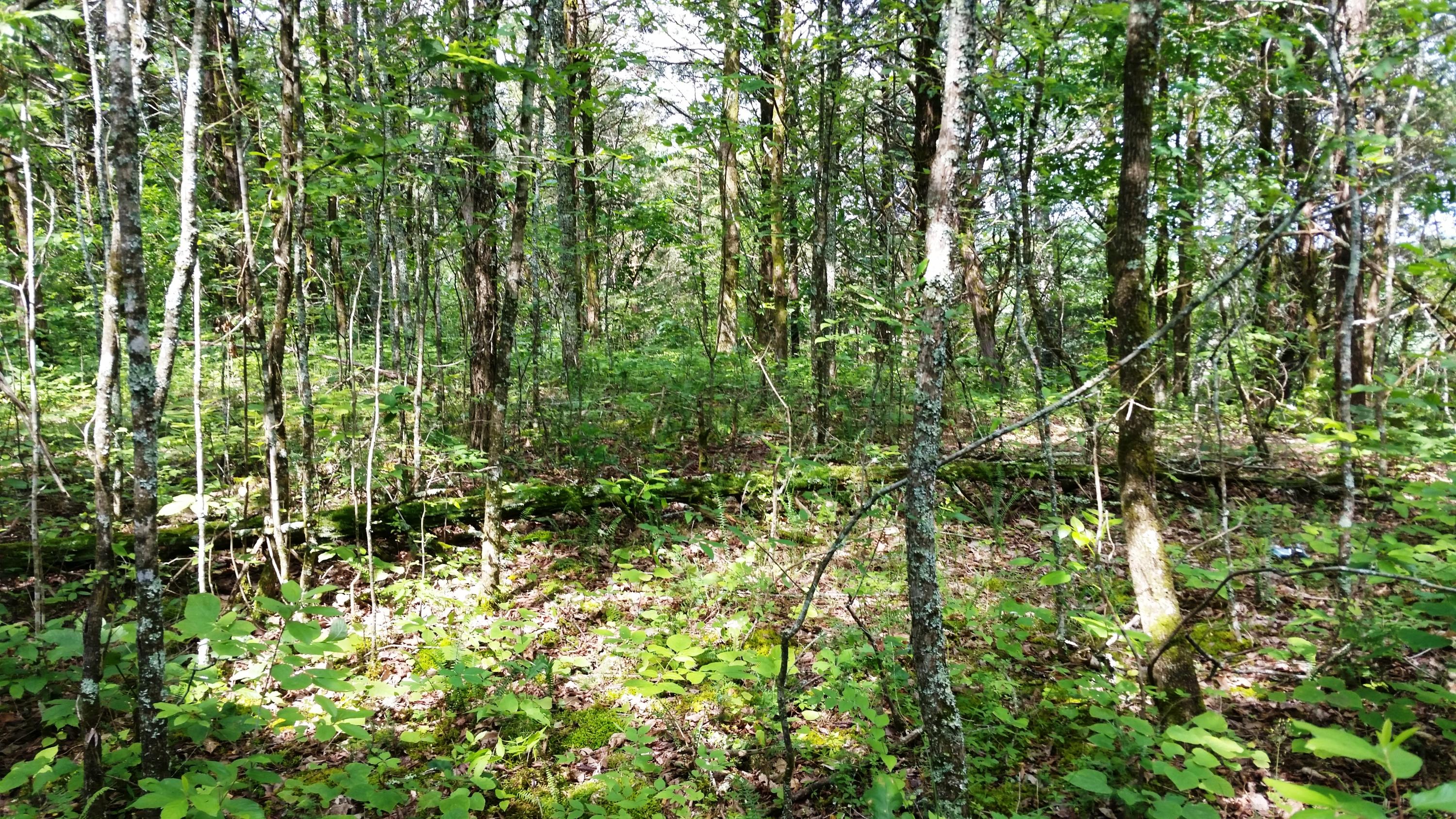 Parton Hollow Road Sevierville, TN 37876 - Photo 6 of 12 Interior 1